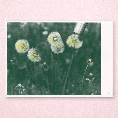 Dandelion Fever