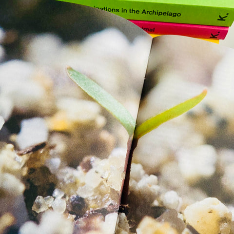 Joel Tauber in: Decapitated Economies (intercalations 05), edited by Anna-Sophie Springer & Etienne Turpin, K. Verlag & Haus der Kulturen der Welt, 2025