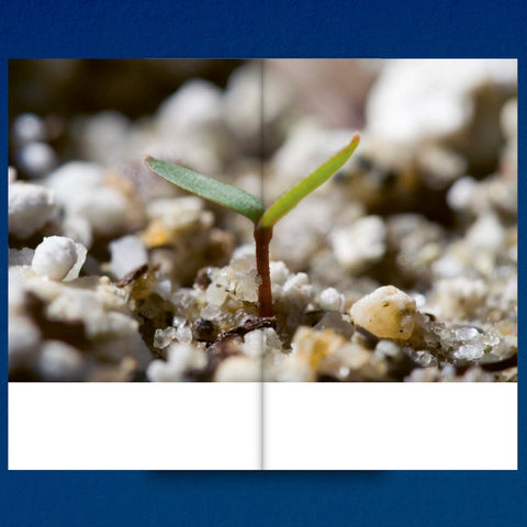 Decapitated Economies